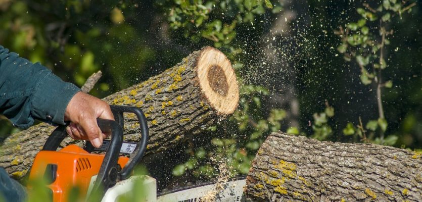 arborist-chainsaw-cutting