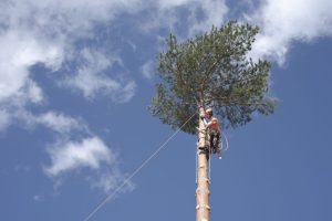arborist-cutting-tree-from-tree-top
