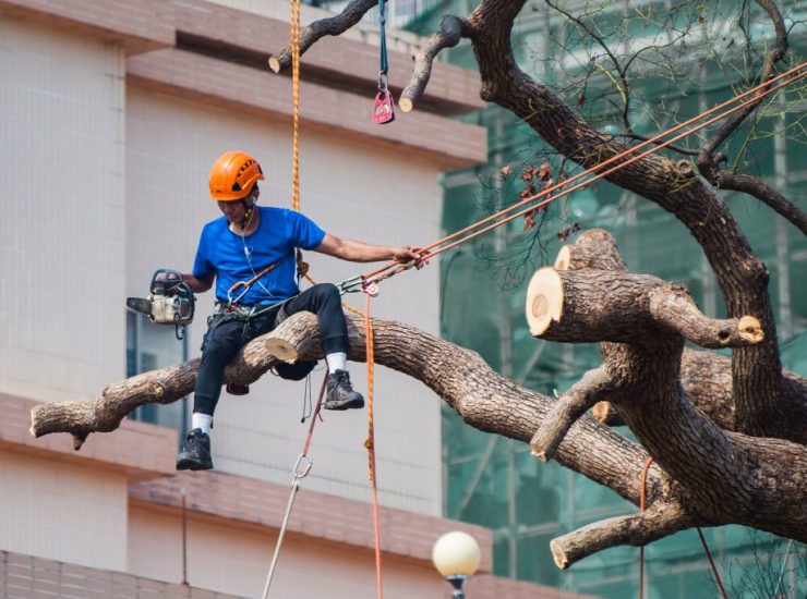 arborist-trimming-tree-with-chainsaw