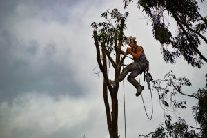 arborist-up-in-tree-dangling