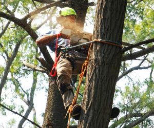 cutting-tree-chainsaw-residential