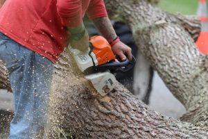 tree-cutting-chainsaw